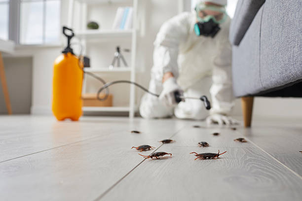 Affordable Termite Control solutions in Tangerine, FL